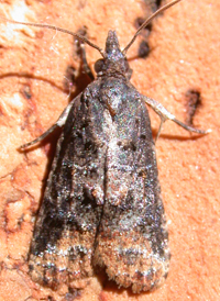 Blackened Platynota